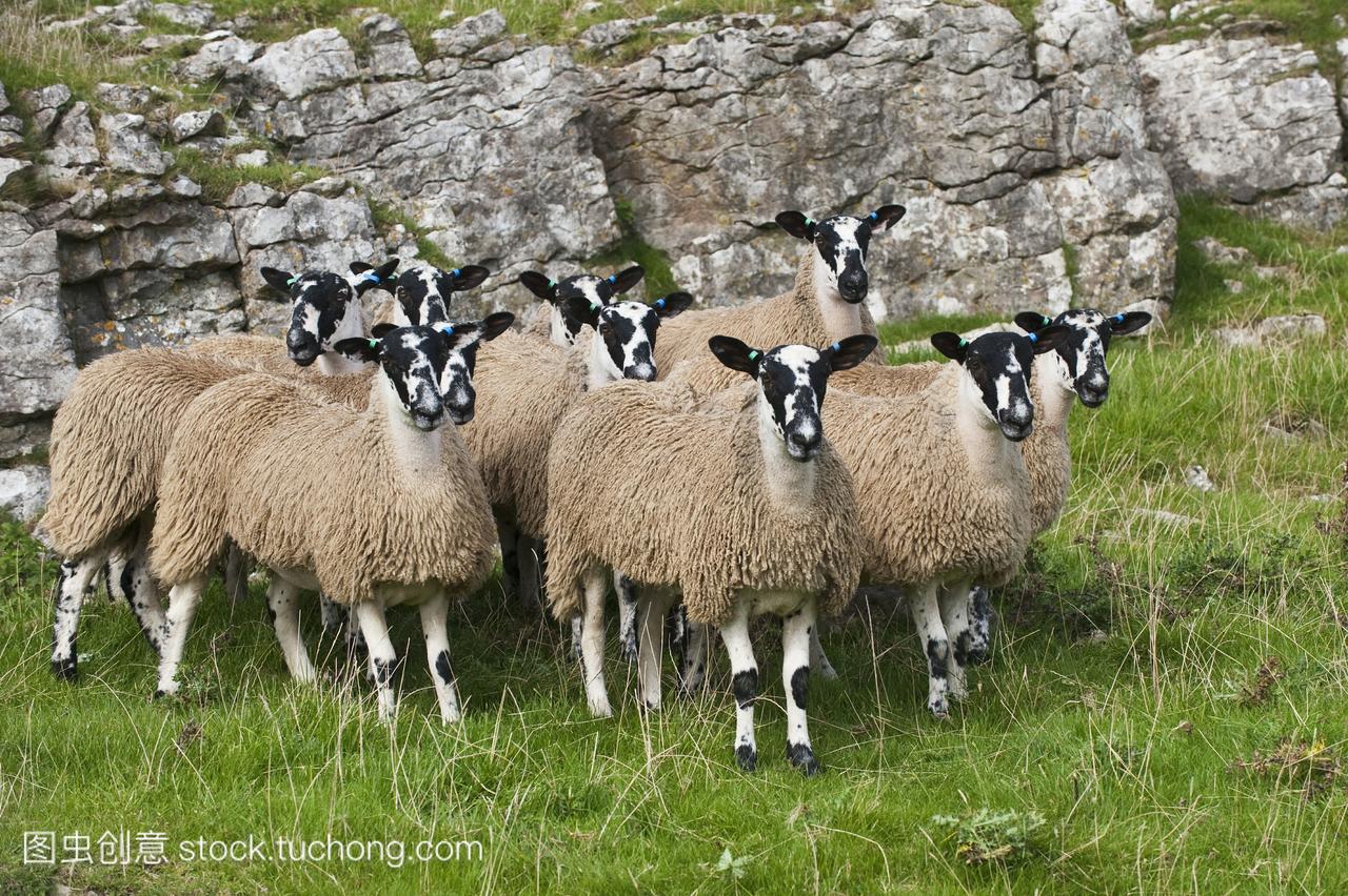 羔。骡子通常是蓝蓝的莱斯特公羊和一种英国羊