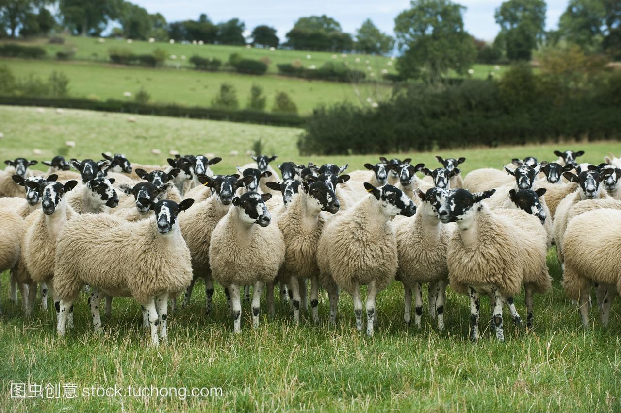 羔。骡子通常是蓝蓝的莱斯特公羊和一种英国羊