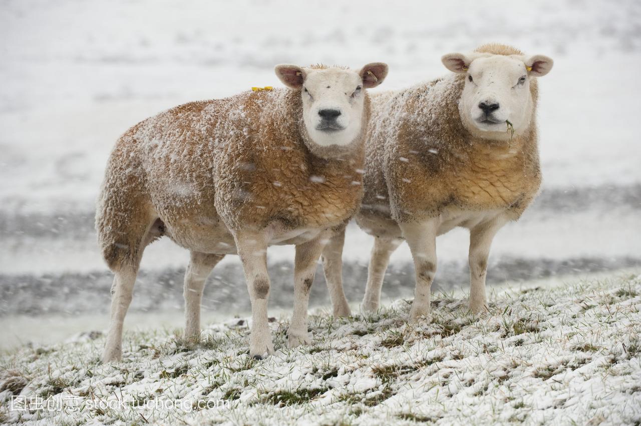 牲畜--在雪地里羊。德克萨斯人是一种家养绵羊