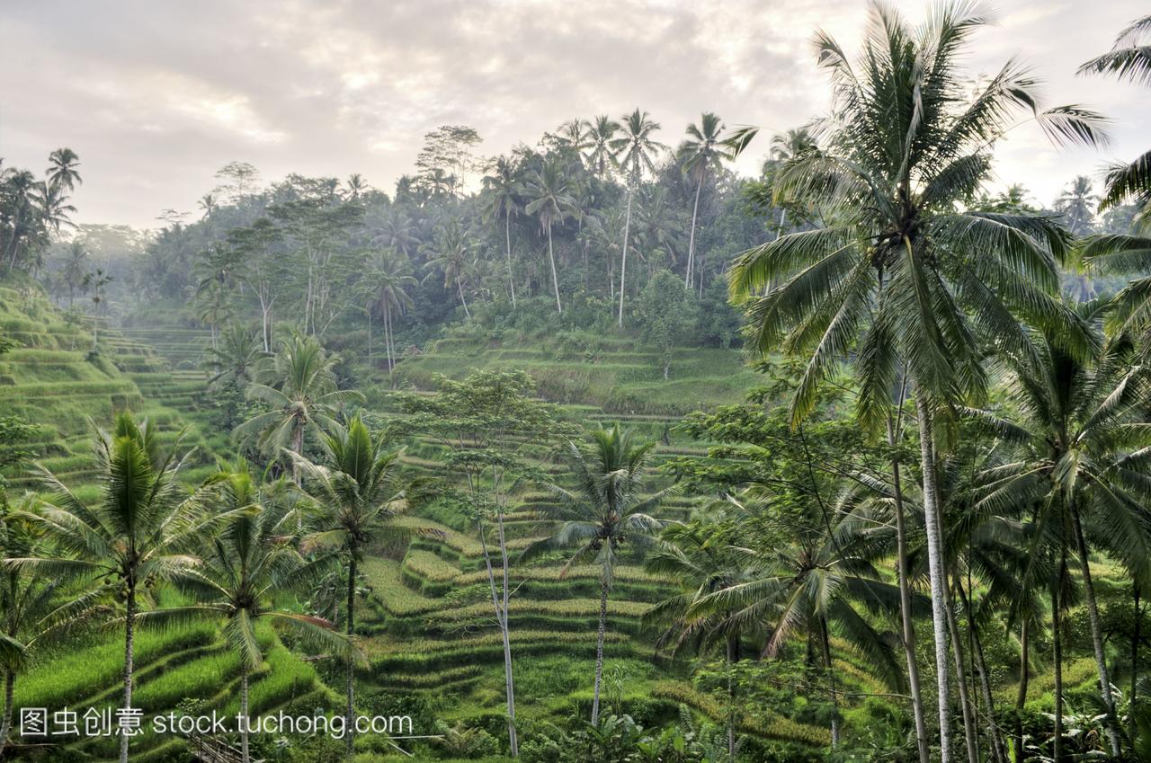 印度尼西亚巴厘岛宁静的场景增长农业,自然,水