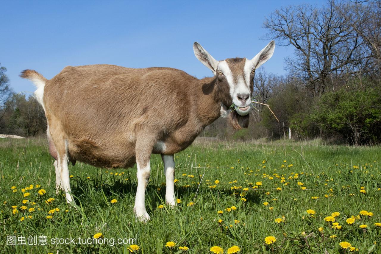 牲畜--一只母鹿雌性toggenburg奶羊在绿色牧场