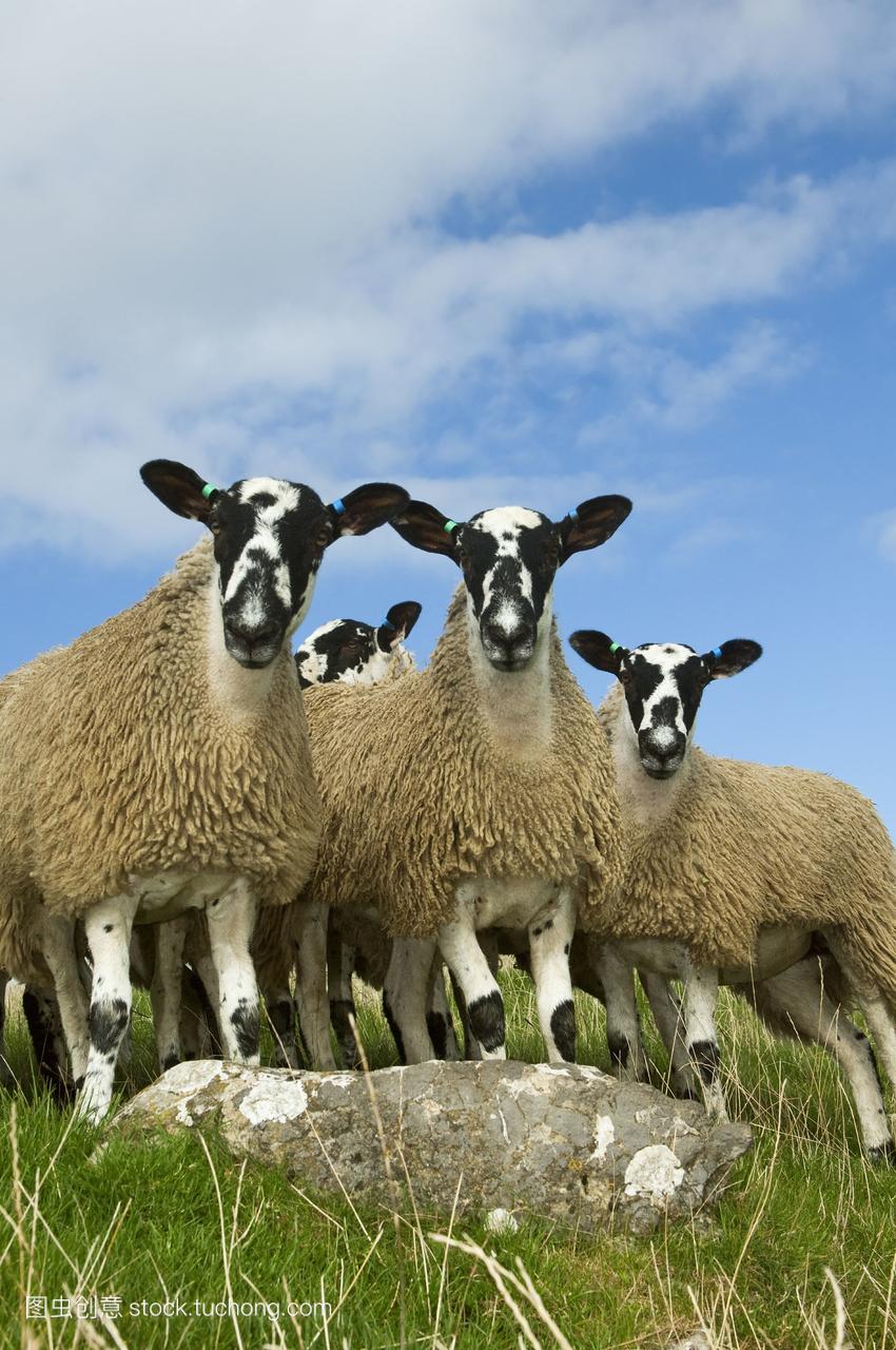 一个绿色的牧场上牲畜--Mule小母羊羊羔。骡子