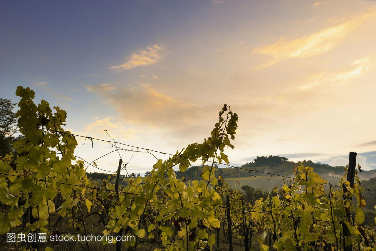 葡萄酒葡萄葡萄园,靠近圣吉米尼亚诺;意大利托