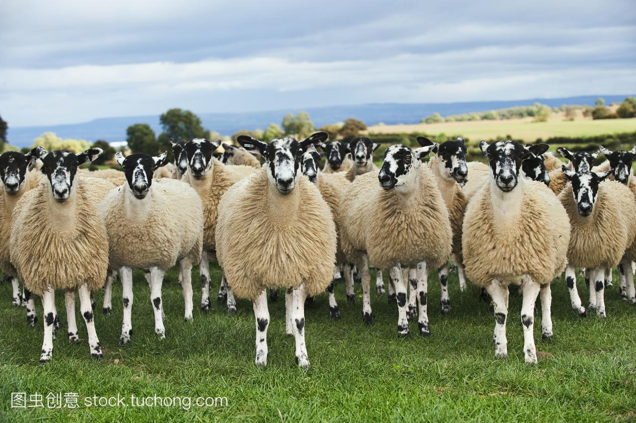 的牧场上牲畜--Mule小母羊羊羔。骡子通常是一