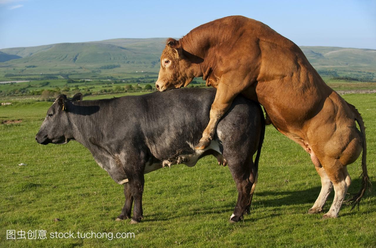 穆赞牛与哺乳动物饲养奶牛。哺乳动物牛英国牛