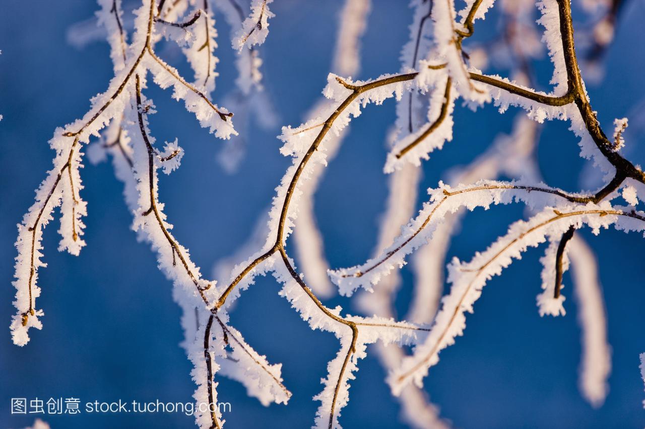 详细的桦树满了白霜冬天俄罗斯杰克公园阿拉斯