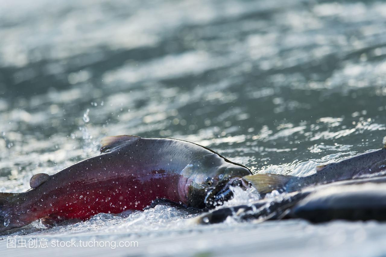 银鲑鱼在阿拉斯加南部的瓦尔迪兹valdez逆流而上