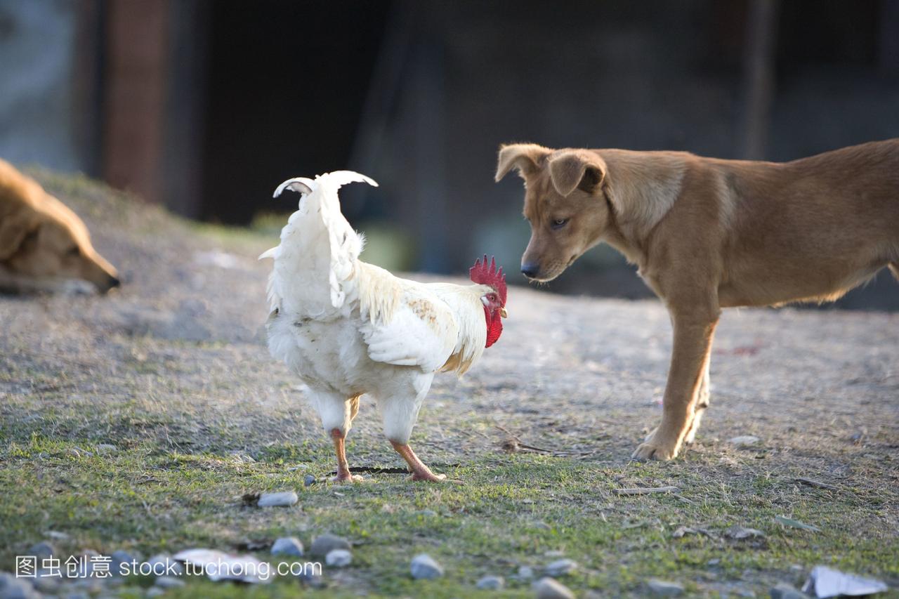 一只公鸡和一只狗博卡拉尼泊尔