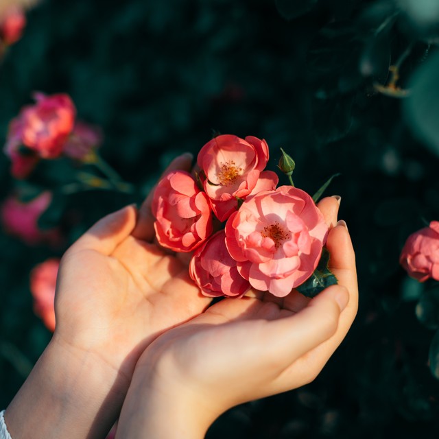 薔薇花日系人像寫真 - 圖蟲創意-全球領先正版素材庫-adobe stock中國